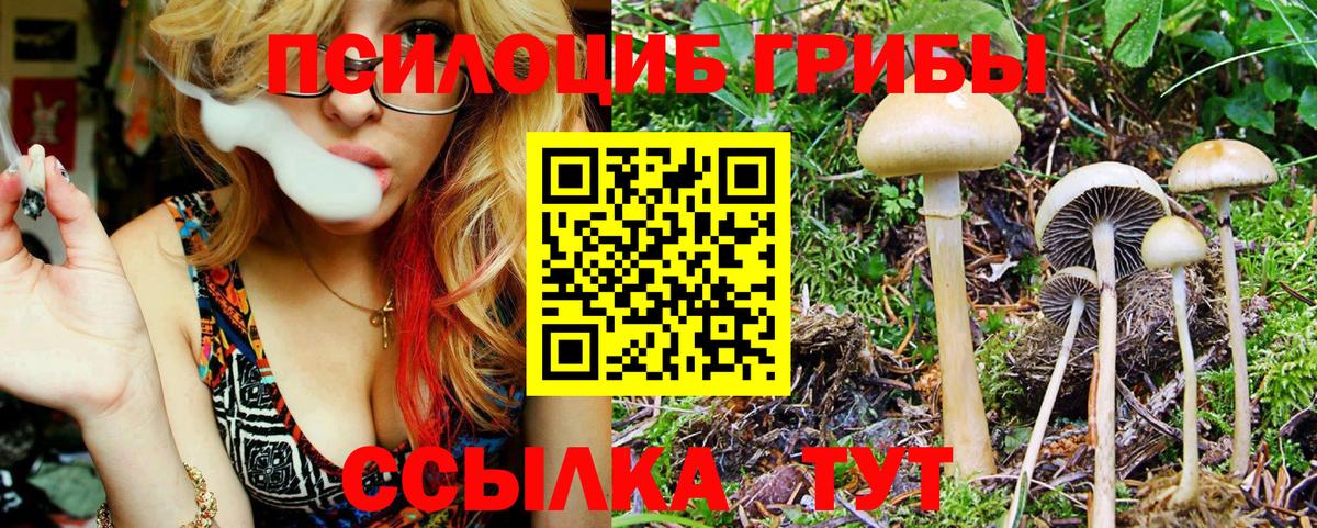 Галлюциногенные грибы Psilocybe  Вход с VPN  Находка 
